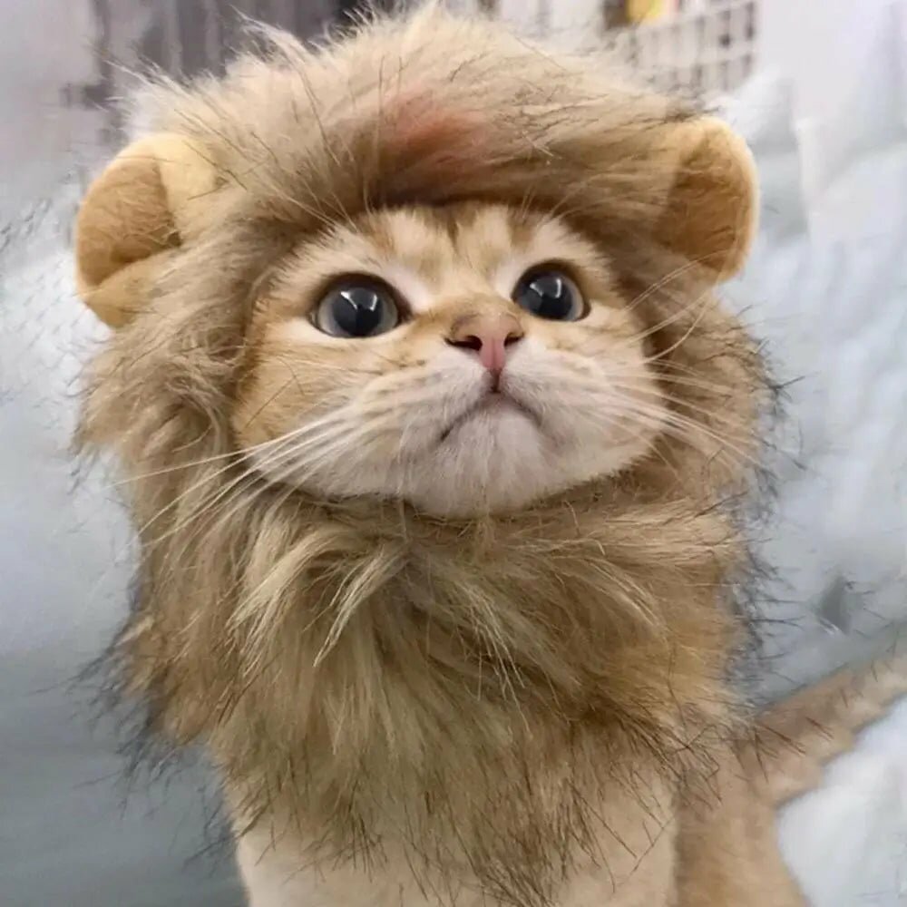 Perruque chat crinière de lion